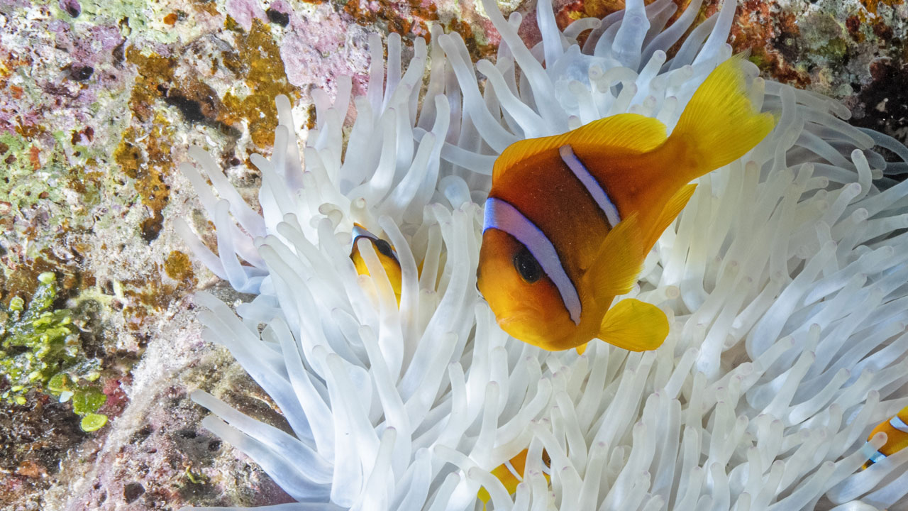 Foto - Kızıldeniz’in cenneti! Ras Muhammed Milli Parkı dalgıçları büyülüyor