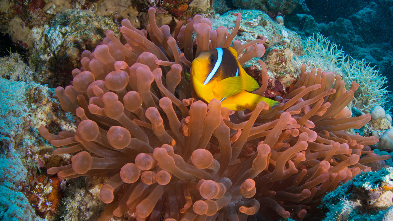 Kızıldeniz’in cenneti! Ras Muhammed Milli Parkı dalgıçları büyülüyor