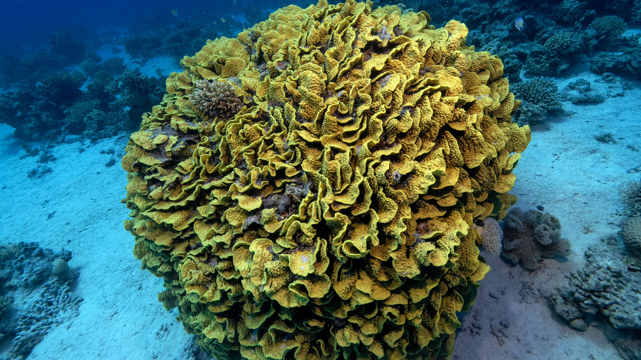 Foto - Kızıldeniz’in cenneti! Ras Muhammed Milli Parkı dalgıçları büyülüyor