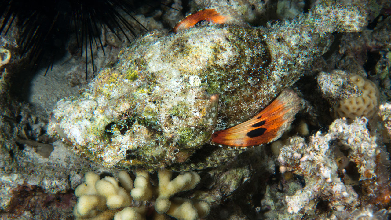 Foto - Kızıldeniz’in cenneti! Ras Muhammed Milli Parkı dalgıçları büyülüyor