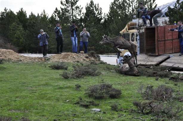 Foto - Kızılgeyiklere uydu vericisi takıldı