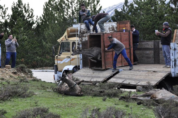 Foto - Kızılgeyiklere uydu vericisi takıldı