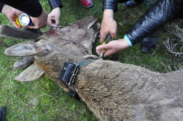 Kızılgeyiklere uydu vericisi takıldı