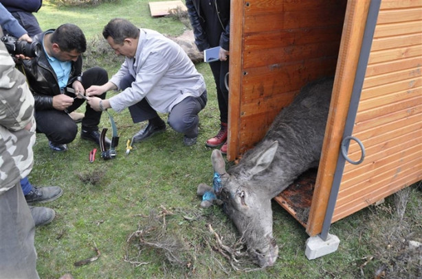 Foto - Kızılgeyiklere uydu vericisi takıldı