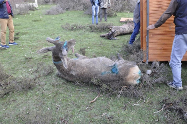 Foto - Kızılgeyiklere uydu vericisi takıldı