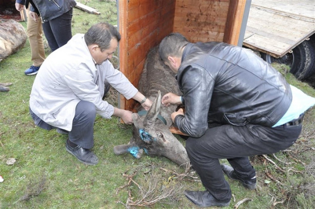 Foto - Kızılgeyiklere uydu vericisi takıldı