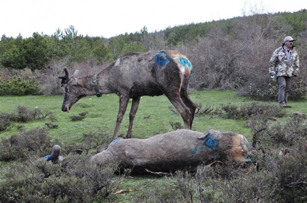 Foto - Kızılgeyiklere uydu vericisi takıldı