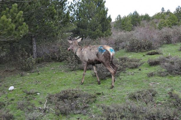 Foto - Kızılgeyiklere uydu vericisi takıldı