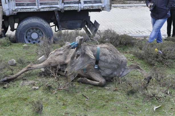 Foto - Kızılgeyiklere uydu vericisi takıldı