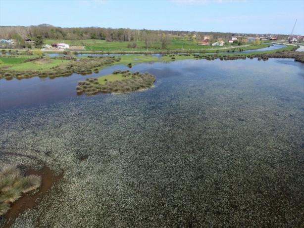 Foto - Kızılırmak Deltası'nda "zehirli güzellik"