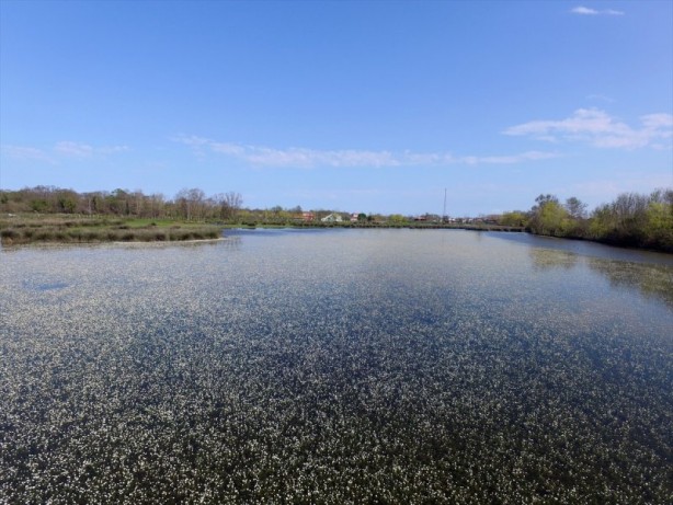 Kızılırmak Deltası'nda "zehirli güzellik"