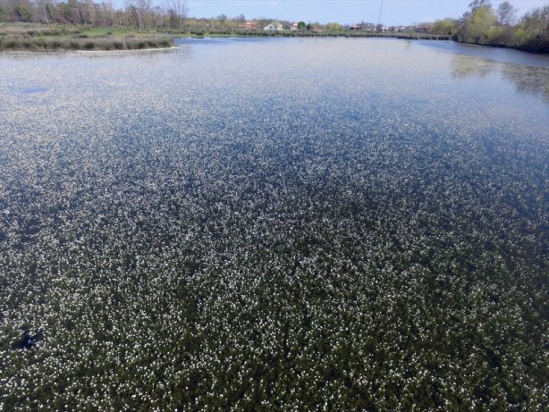 Foto - Kızılırmak Deltası'nda "zehirli güzellik"