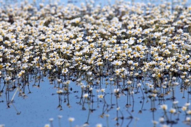 Foto - Kızılırmak Deltası'nda "zehirli güzellik"