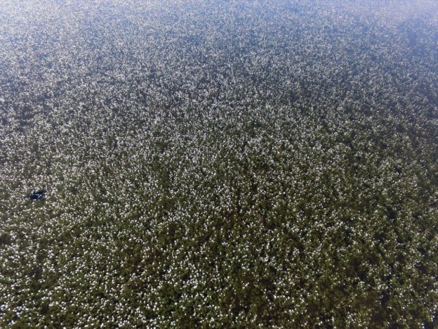 Foto - Kızılırmak Deltası'nda "zehirli güzellik"