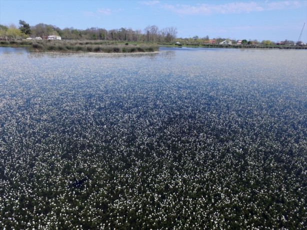 Foto - Kızılırmak Deltası'nda "zehirli güzellik"