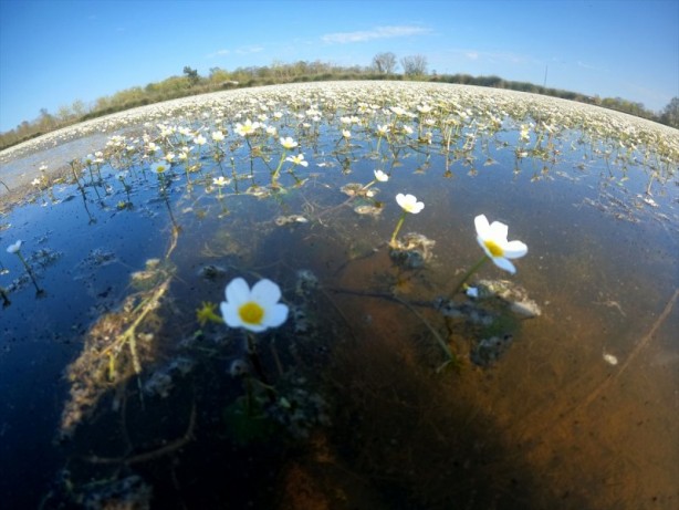 Foto - Kızılırmak Deltası'nda "zehirli güzellik"