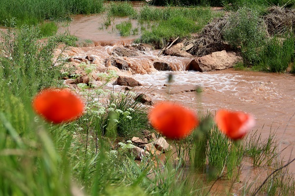 Foto - Kızılırmak'a rengini veren çay coştu