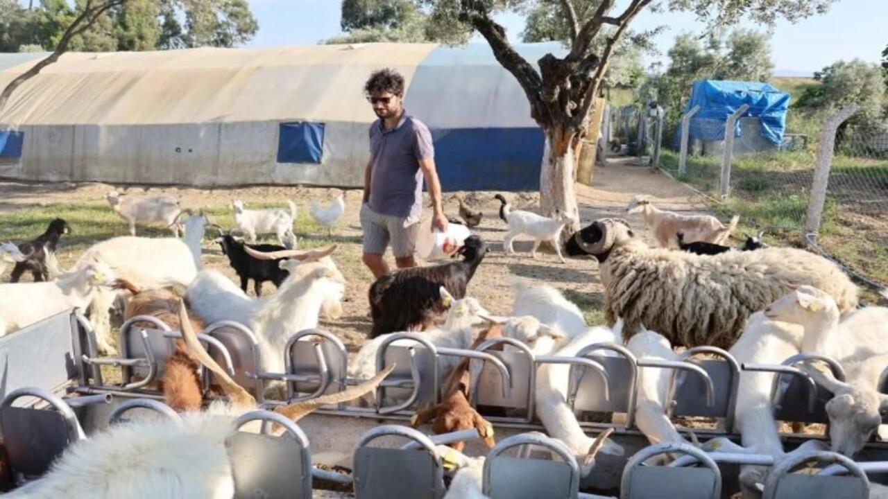 Foto - Kızına taze süt içirmek istedi hayatı değişti! 2 üniversite mezunu doktora eğitimli çoban