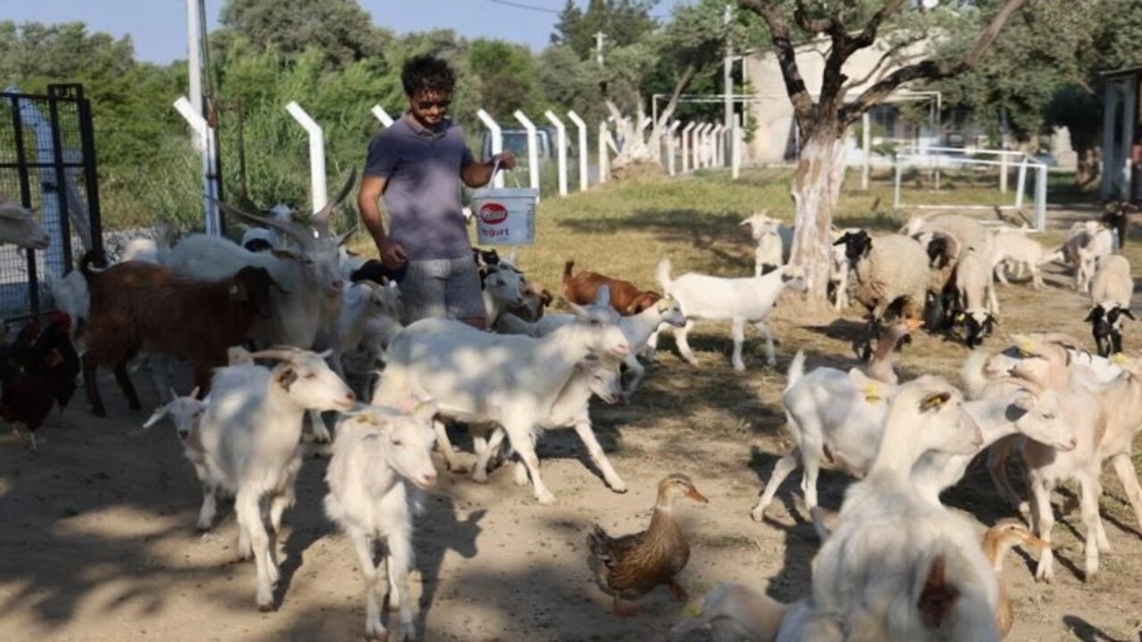 Foto - Kızına taze süt içirmek istedi hayatı değişti! 2 üniversite mezunu doktora eğitimli çoban