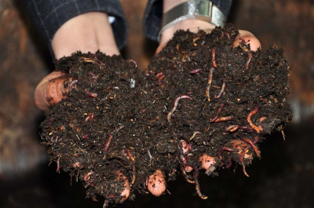 Foto - Kızının hastalığı yüzünden başladı, şimdi dünyaya ihraç ediyor