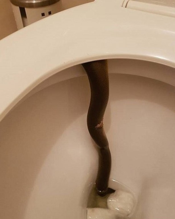 Foto - Klozet kapağını kaldırdı, hayatının şokunu yaşadı