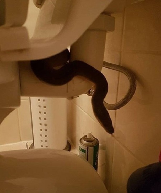 Foto - Klozet kapağını kaldırdı, hayatının şokunu yaşadı