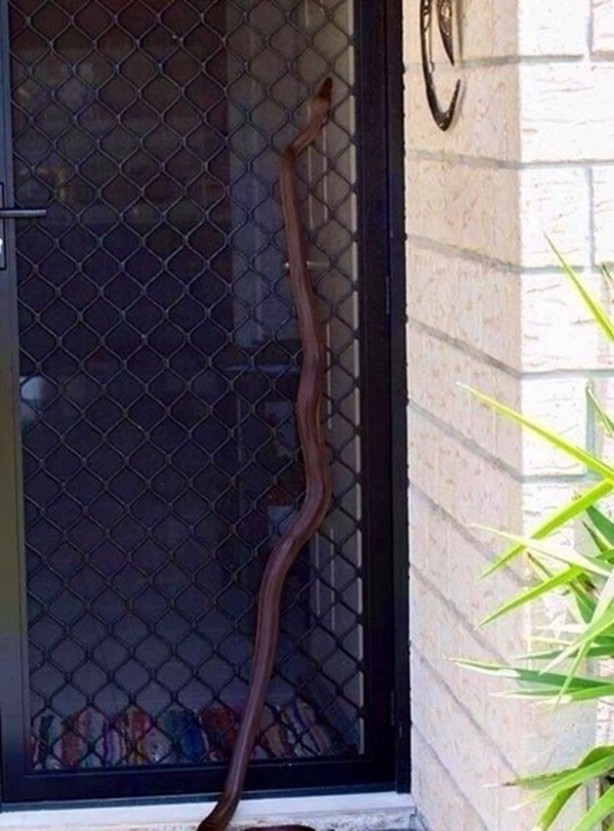Foto - Klozet kapağını kaldırdı, hayatının şokunu yaşadı