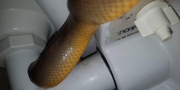 Klozet kapağını kaldırdı, hayatının şokunu yaşadı