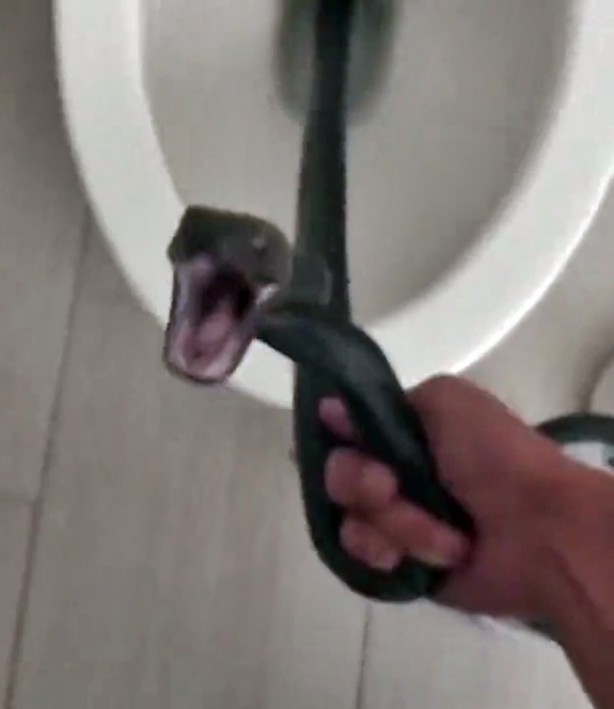 Klozet kapağını kaldırdığında göz göze geldi! Korkudan küçük dilini yuttu! Tamı tamına 2 metre