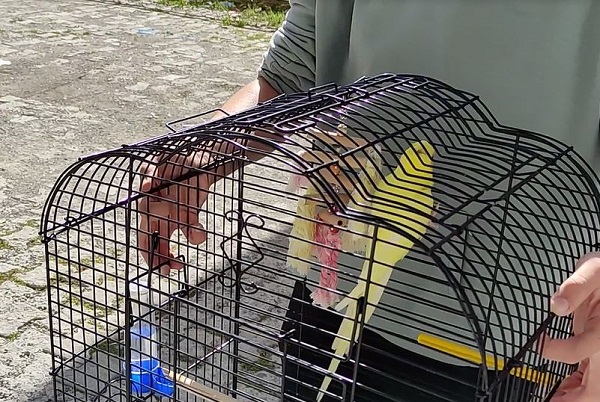 Foto - Koca il 'Limon' için seferber oldu