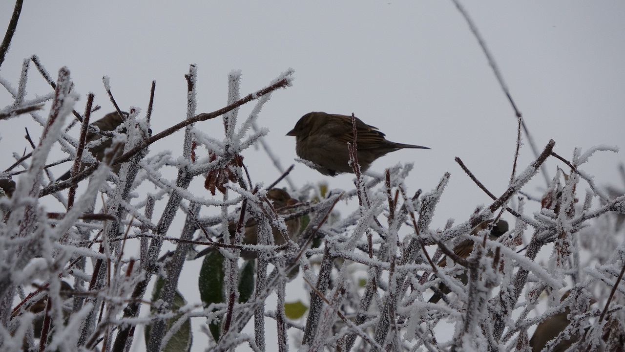 Foto - Koca kent buz kesti! O ilimizden masalsı manzaralar