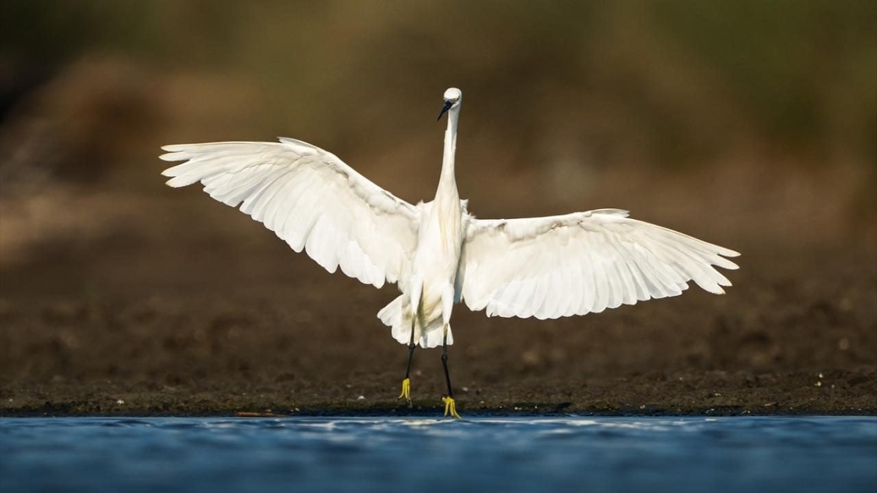 Foto - Kocaçay Deltası zengin biyoçeşitliliğiyle dikkat çekiyor
