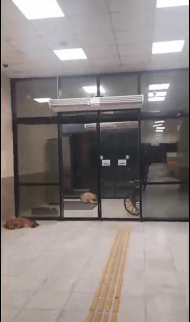Foto - Kocaeli Üniversitesi Eğitim ve Araştırma Hastanesi koridorlarında köpek dışkısı
