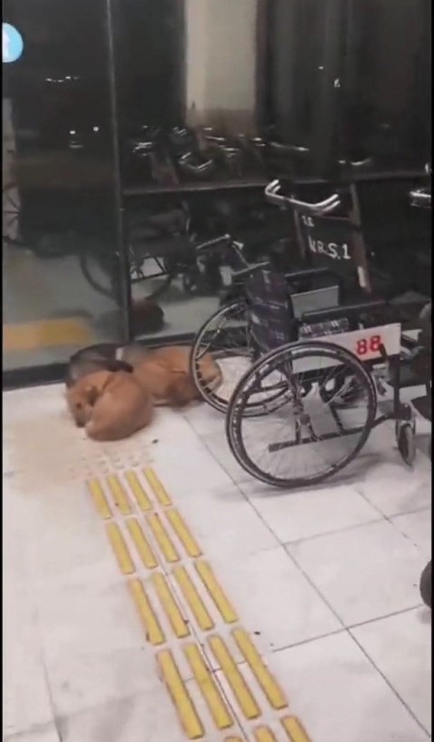 Foto - Kocaeli Üniversitesi Eğitim ve Araştırma Hastanesi koridorlarında köpek dışkısı