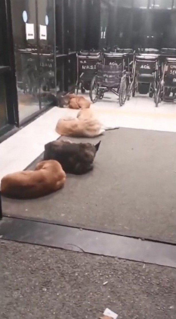 Foto - Kocaeli Üniversitesi Eğitim ve Araştırma Hastanesi koridorlarında köpek dışkısı