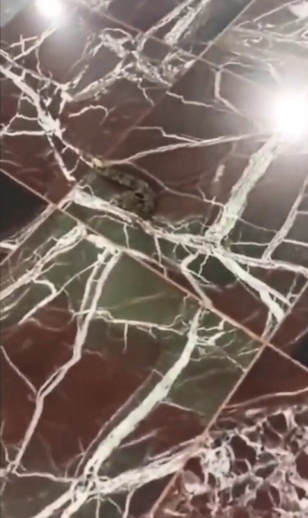 Foto - Kocaeli Üniversitesi Eğitim ve Araştırma Hastanesi koridorlarında köpek dışkısı