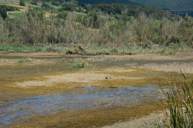 Foto - Kocaeli'deki Gölkay Park'ta korkutan görüntü