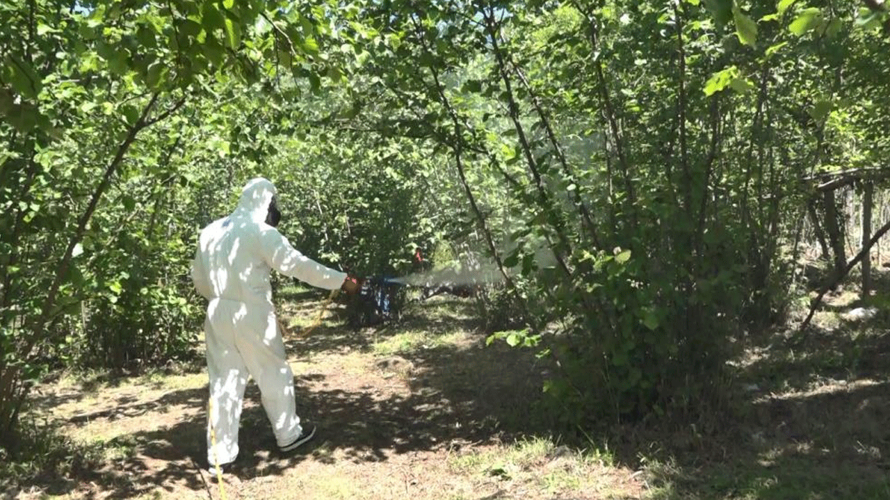 Foto - Kokarcaya karşı topyekun mücadele