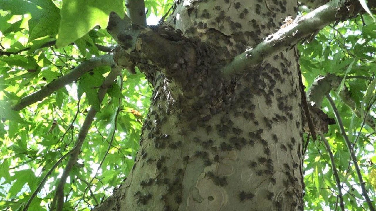 Foto - Kokarcaya karşı topyekun mücadele