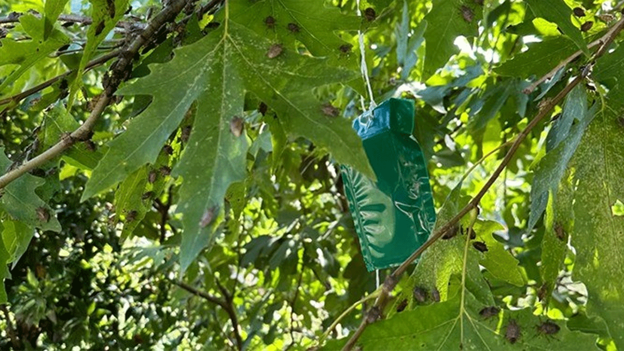 Foto - Kokarcaya karşı topyekun mücadele