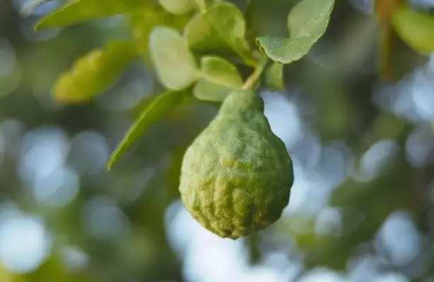 Foto - Koklayanların beyni Einstein'a kafa tutuyor! Bilim insanları açıkladı