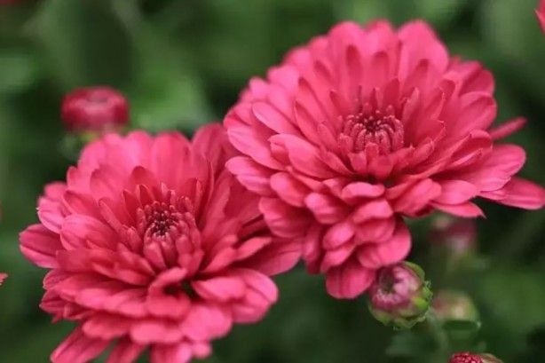 Foto - Koklayanların beyni Einstein'a kafa tutuyor! Bilim insanları açıkladı