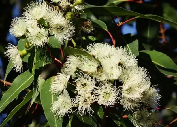 Foto - Koklayanların beyni Einstein'a kafa tutuyor! Bilim insanları açıkladı