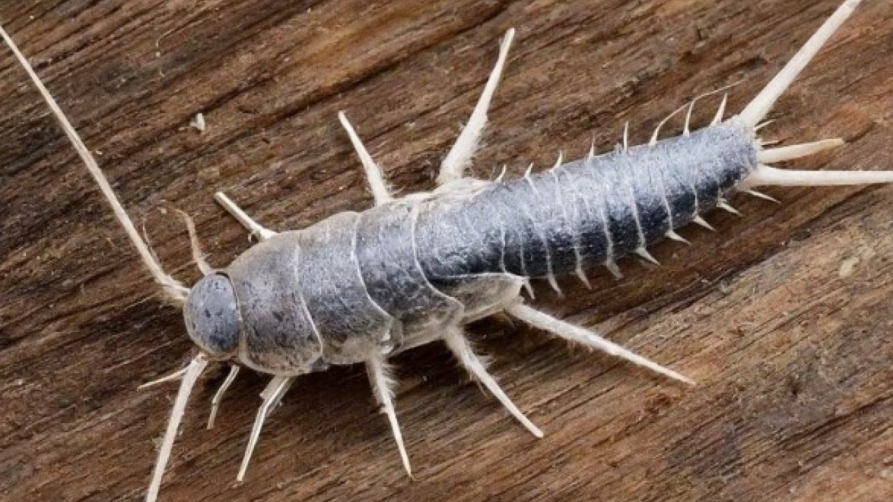 Kokusunu alır almaz kaçacaklar! Gümüş böcekleri evden uzaklaştırmanın kolay yolu