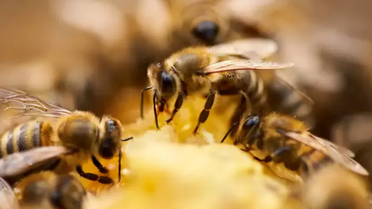 Foto - Kolajen haplarını çöpe attıran formül! Cilde tek damlası bile yetiyor! Duyanlar talip oldular! Haplarla hastanelik olmayın