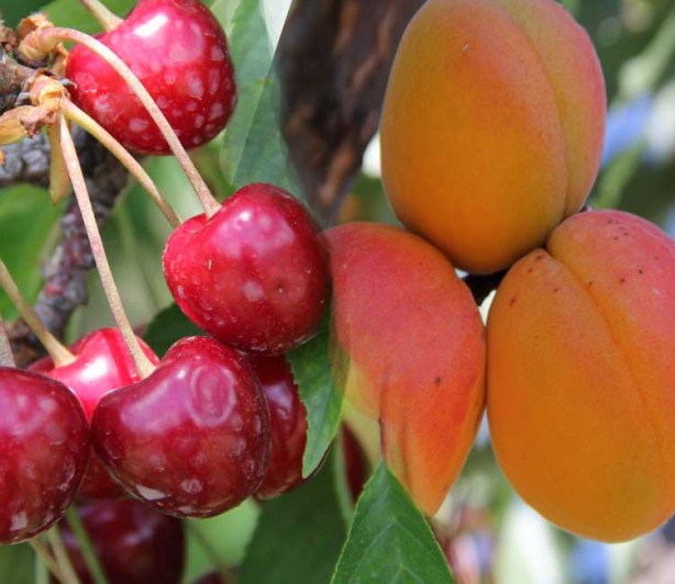 Foto - Kolesterole karşı koyan 7 besin grubu