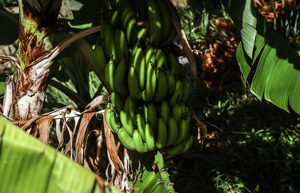 Foto - Kolombiya'da 14 Mayıs Dünya Çiftçiler Günü