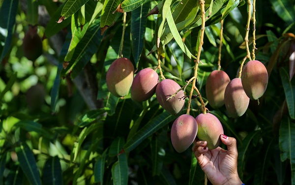 Foto - Kolombiya'da 14 Mayıs Dünya Çiftçiler Günü