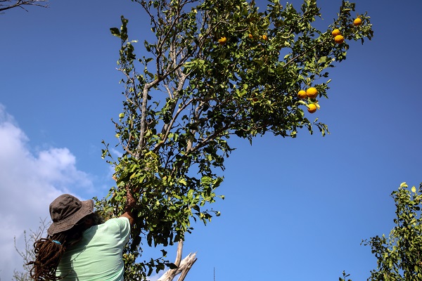 Foto - Kolombiya'da 14 Mayıs Dünya Çiftçiler Günü