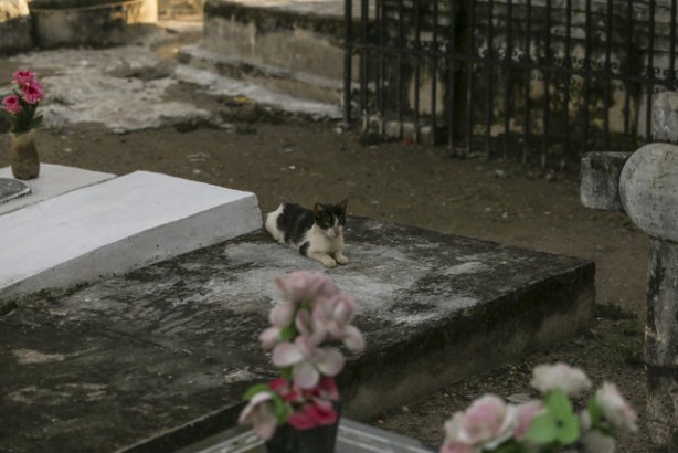 Foto - Kolombiya'daki mezarlık kedilerinin gizemi! Öğrenince şok olacaksınız